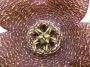 Стапелия (Stapelia comparabilis)
