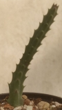 Стапелия (Stapelia comparabilis)