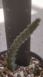 Стапелия (Stapelia comparabilis)