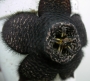 Стапелия (Stapelia comparabilis)