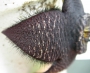 Стапелия (Stapelia comparabilis)
