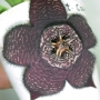 Стапелия (Stapelia comparabilis)