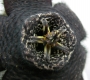 Стапелия (Stapelia comparabilis)