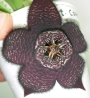 Стапелия (Stapelia comparabilis)