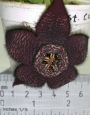 Стапелия (Stapelia comparabilis)