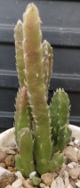 Стапелия (Stapelia gettleffii)