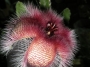 Стапелия (Stapelia grandiflora)
