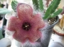 Стапелия (Stapelia grandiflora)