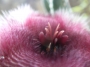 Стапелия (Stapelia grandiflora)
