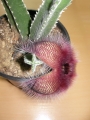 Стапелия (Stapelia grandiflora)