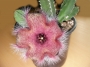 Стапелия (Stapelia grandiflora)