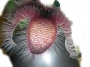 Стапелия (Stapelia grandiflora)
