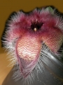 Стапелия (Stapelia grandiflora)