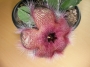 Стапелия (Stapelia grandiflora)
