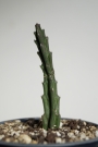 Стапелия (Stapelia paniculata)