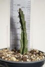 Стапелия (Stapelia paniculata)