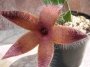 Стапелия (Stapelia sp.)