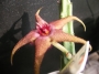 Стапелия (Stapelia schinzii)