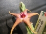 Стапелия (Stapelia schinzii)
