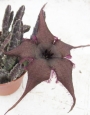 Стапелия (Stapelia schinzii Omaruru)