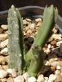 Стапелия (Stapelia schinzii v. angolensis)
