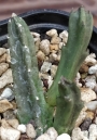 Стапелия (Stapelia schinzii v. angolensis)