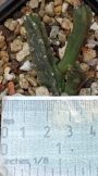 Стапелия (Stapelia schinzii v. angolensis)