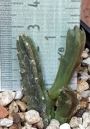 Стапелия (Stapelia schinzii v. angolensis)