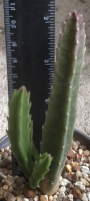 Стапелия (Stapelia sp.)