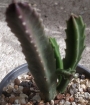 Стапелия (Stapelia sp.)