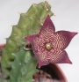 Стапелия (Stapelia tigrina, Tromotriche revoluta var., tigridia, tigrida)
