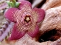 Стапелия (Stapelia tigrina, Tromotriche revoluta var., tigridia, tigrida)
