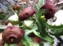 Стапелия (Stapelia tigrina, Tromotriche revoluta var., tigridia, tigrida)
