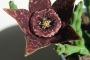 Стапелия (Stapelia variegata)