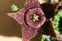 Стапелия (Stapelia variegata)