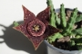 Стапелия (Stapelia variegata)