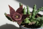 Стапелия (Stapelia variegata)
