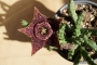 Стапелия (Stapelia variegata)