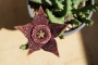 Стапелия (Stapelia variegata)