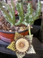 Стапелия вариегата (Stapelia variegata minima)