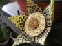 Стапелия вариегата (Stapelia variegata minima)