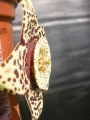 Стапелия вариегата (Stapelia variegata minima)