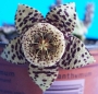 Стапелия вариегата (Stapelia variegata minima)