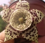Стапелия вариегата (Stapelia variegata minima)