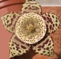 Стапелия вариегата (Stapelia variegata minima)