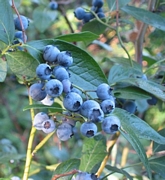 Черна американска боровинка (Vaccinium)