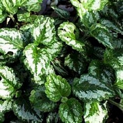 Ламиаструм (Lamiastrum galeobdolon, Lamium)