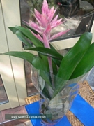 Ехмея (Aechmea)