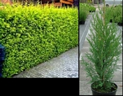 Купресоципарис лейланди (Leylandii)