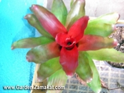 Бромелия (Bromelia)